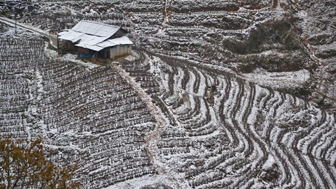 Tuyết phủ trắng các thửa ruộng bậc thang ở tổ 14, thị trấn Sa Pa