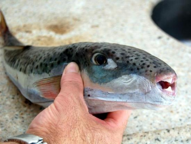 Cá Blaasop sọc bạc (các quốc gia Địa Trung Hải): Nhiều ngư dân  vùng  Địa Trung Hải đã chết vì ăn loại cá này. Chất độc có trong gan và cơ quan sinh sản của chúng có thể gây tê liệt, khó thở và thậm chí tử vong. 