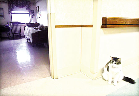 Con mèo đứng ngoài một phòng bệnh, nơi nó nghi ngờ có người già sắp chết