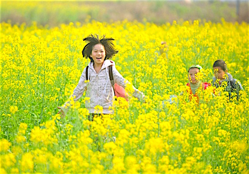 Cánh đồng hoa cải vàng rực ở vùng tự trị dân tộc Choang, Quảng Tây (Trung Quốc). 
