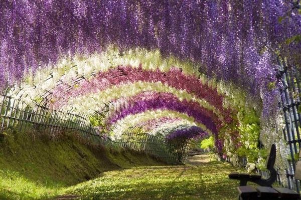 wisteria-tunnel-japan-woe3-5474-13935666