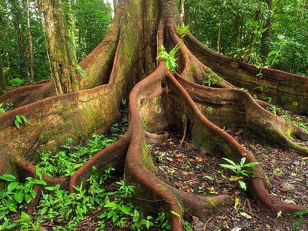 Những truyền thuyết kỳ quái trong rừng rậm Amazon 4