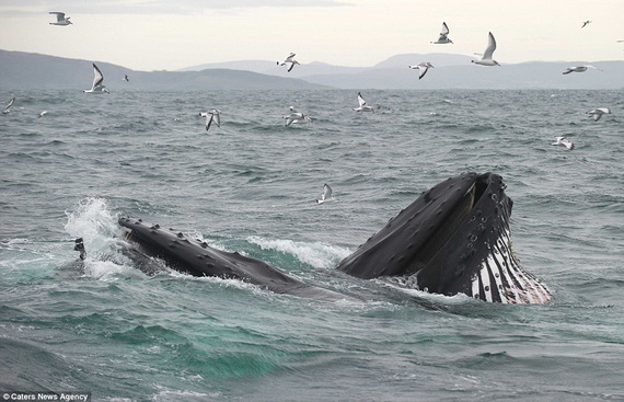 Dịch vụ ngắm cá voi lưng gù tại Ireland 2