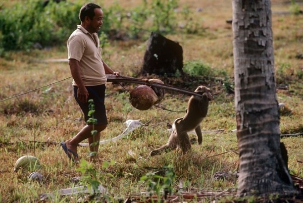 Thái Lan có một trường học dành riêng cho khỉ, có tên Cao đẳng Khỉ Thani. Tại đây, các chú khỉ được học biểu diễn và hái dừa. Ngoài ra, quốc gia du lịch này cón có một lễ hội trong đó hàng tấn hoa quả, rau củ được chuyển đến cho khỉ ăn. Ảnh: Michaelfreemanphoto.
