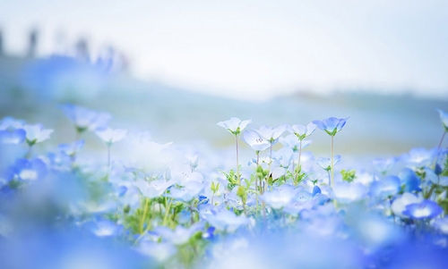 Ghé thăm vườn hoa màu xanh ở Nhật Bản - 7