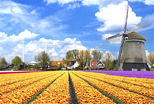 Đồng hoa tulip ở Hà Lan. Đây cũng là quốc hoa của đất nước châu Âu xinh đẹp vốn nổi tiếng với ngành công nghiệp trồng hoa hàng đầu thế giới.