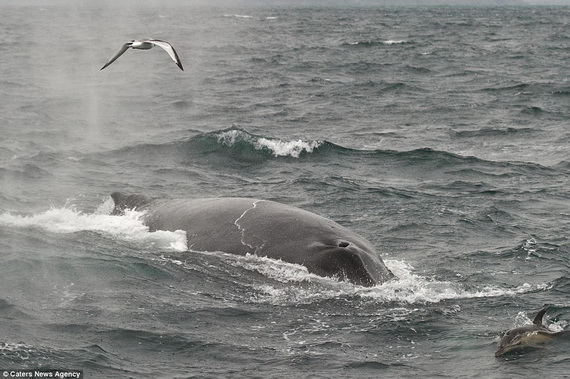 Dịch vụ ngắm cá voi lưng gù tại Ireland 4