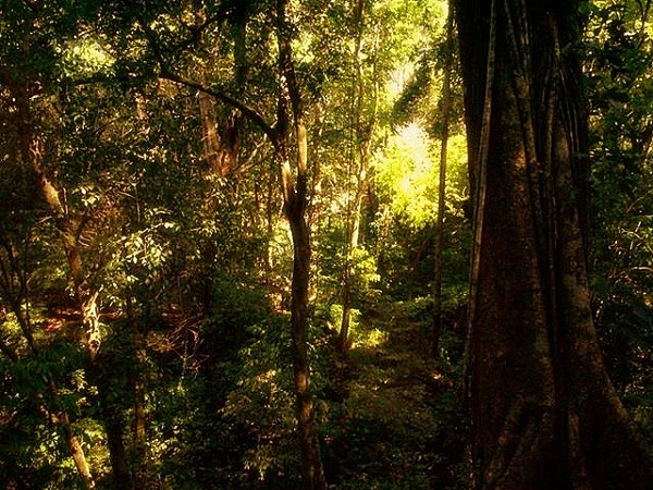 Những truyền thuyết kỳ quái trong rừng rậm Amazon 1