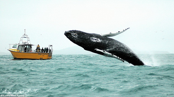 Dịch vụ ngắm cá voi lưng gù tại Ireland 1