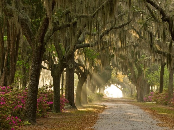 Săn ma ở Savannah, Georgia: Savannah là một trong những thành phố đẹp nhất miền Nam nước Mỹ, với tour tham quan các địa điểm ma ám nổi tiếng như nghĩa trang Công viên Colonial, nghĩa trang Bonaventure và nhà của Mercer Williams... vào buổi đêm.