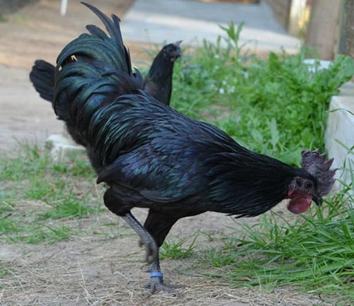 Đại gia “sốt” ăn thịt gà đen tuyền giá 2.500 USD/con | Gà, Đại gia, Gà 2.500 USD, Indonesia, Tỷ phú, Dân nhà giàu, Gà hiếm có