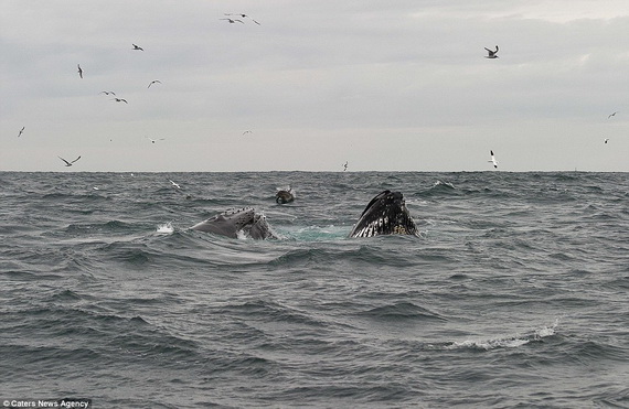 Dịch vụ ngắm cá voi lưng gù tại Ireland 5