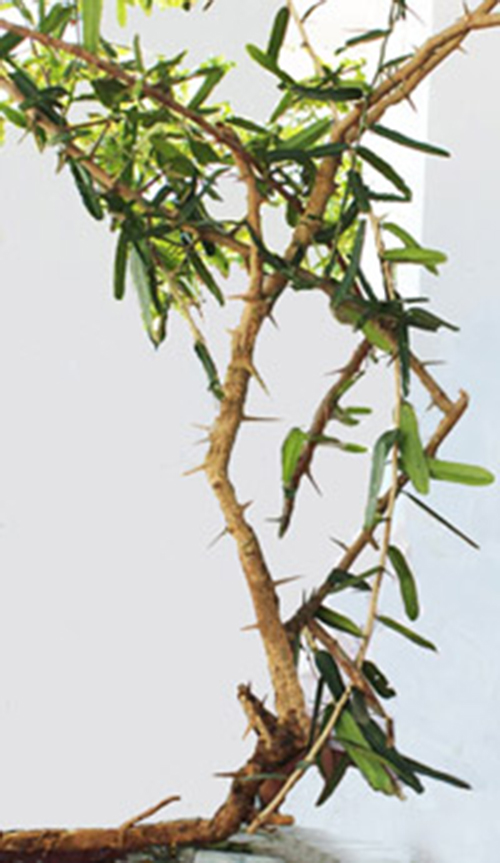 “Cây thần dược” (xáo tam phân) lấy ở rừng Hòn Hèo, thị xã Ninh Hòa - Khánh Hòa  
