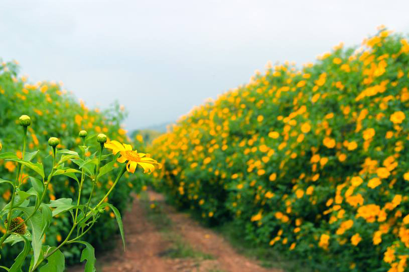 Những cánh đồng hoa đẹp nhất Việt Nam 15