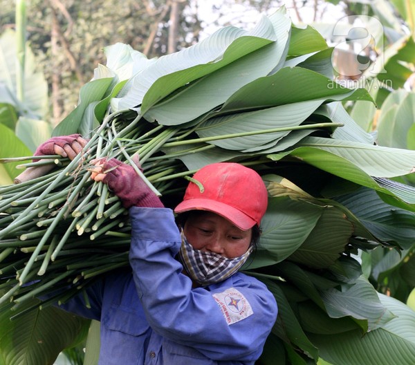 Về nơi hiếm hoi ở Hà Nội trồng lá dong gói bánh chưng kiếm cả trăm triệu dịp Tết 2