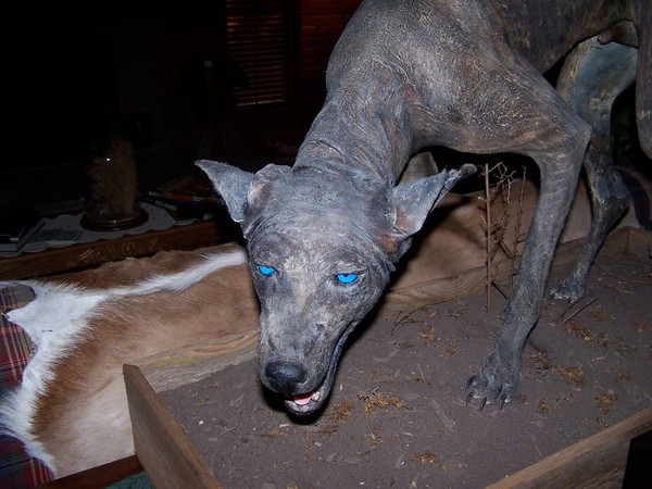 Sinh vật lạ mắt xanh, da bì được cho là quái vật Chupacabra huyền thoại 3