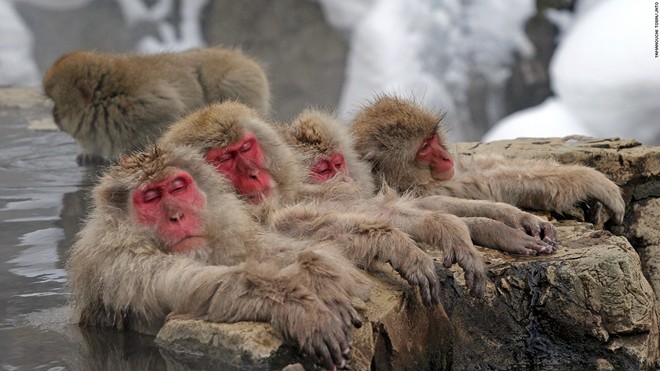 Công viên khỉ Jigokudani (Nagano): Khung cảnh suối nước nóng giữa ngọn núi phủ tuyết thật ngoạn mục, nhưng phần lớn các du khách đến đây vì một lý do khác: những con khỉ đắm mình trong làn nước ấm. Hơn 200 con khỉ sống trong thung lũng Jigokudani tới suối nước nóng chính của công viên để ngâm mình trong mùa đông mà không thèm để ý tới con người.