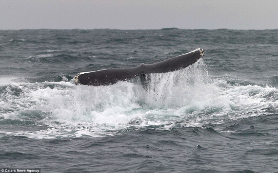 Dịch vụ ngắm cá voi lưng gù tại Ireland 9