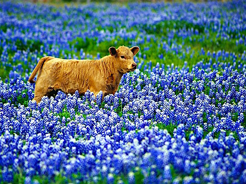 Đồi hoa bluebonnet ở bang Texas (Mỹ). Đây cũng là loài hoa được chọn làm biểu tượng cho bang Texas từ năm 1901, 